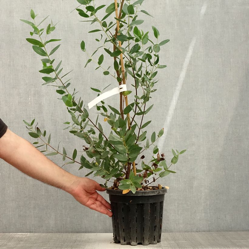 Spécimen de Eucalyptus nitida - Gommier menthe de Smithton Pot de 4L/5L, Pot anti-chignon tel que livré en été