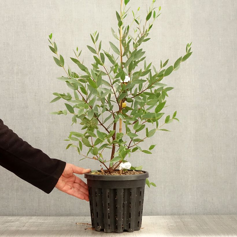 Spécimen de Eucalyptus nitida - Gommier menthe de Smithton - Pot de 4L/5L tel que livré au printemps