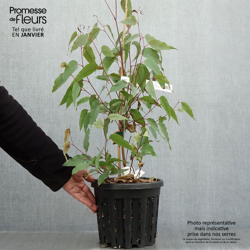Spécimen de Eucalyptus obliqua - Eucalyptus géant Pot de 4L/5L, Pot anti-chignon tel que livré en hiver