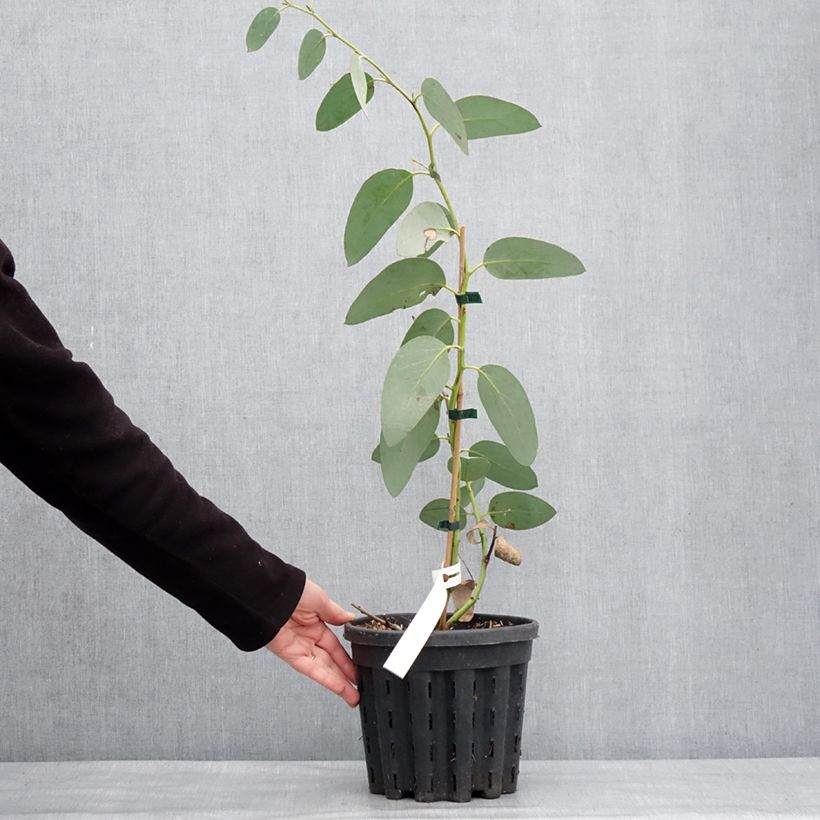 Spécimen de Eucalyptus pauciflora subsp. hedraia Falls Creek - Gommier des neiges Pot de 4L/5L, Pot anti-chignon tel que livré en hiver