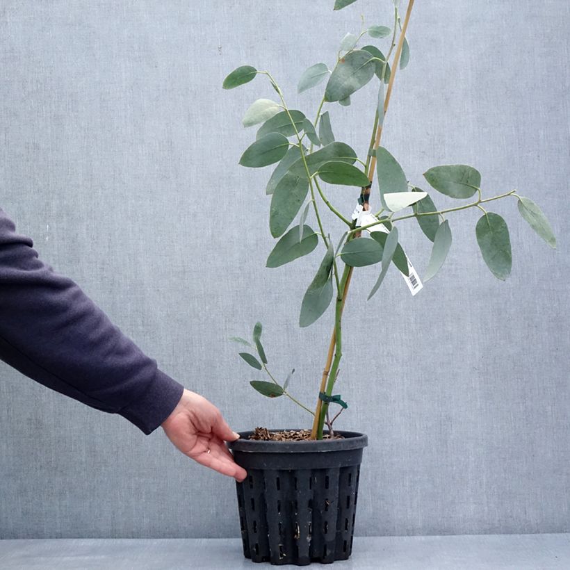 Spécimen de Eucalyptus pauciflora subsp. hedraia Falls Creek - Gommier des neiges Pot de 4L/5L, Pot anti-chignonHauteur livrée env. 60/80cm tel que livré au printemps