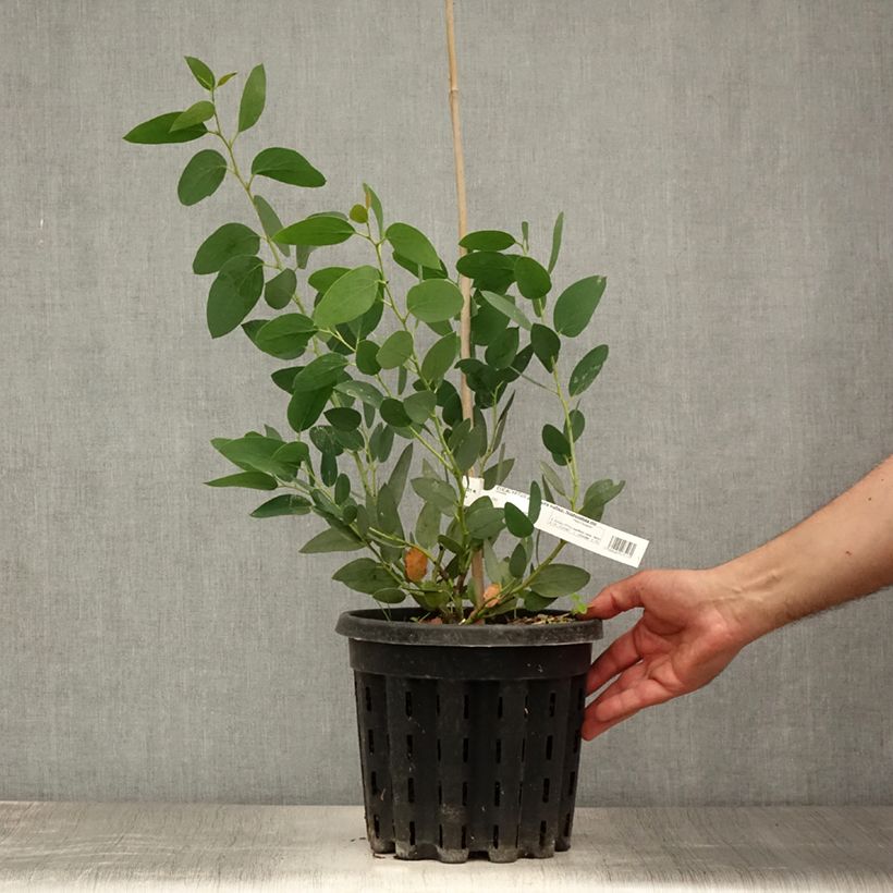 Spécimen de Eucalyptus pauciflora subsp. niphophila Mt Bogong - Gommier des neiges Pot de 4L/5L, Pot anti-chignon tel que livré en été