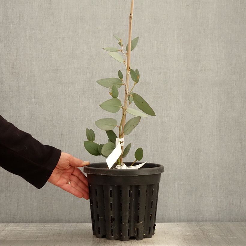 Spécimen de Eucalyptus pauciflora subsp. niphophila Mt Bogong - Gommier des neiges Pot de 4L/5L, Pot anti-chignonHauteur livrée env. 40/60cm tel que livré au printemps