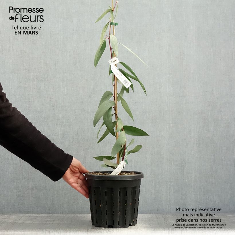 Spécimen de Eucalyptus pauciflora subsp. pauciflora Adaminaby - Gommier des neiges Pot de 4L/5L, Pot anti-chignonHauteur livrée env. 40/60cm tel que livré au printemps