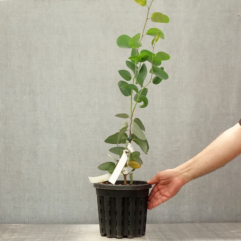 Spécimen de Eucalyptus pauciflora subsp. pauciflora Buffalo - Gommier des neiges Pot de 4L/5L, Pot anti-chignon tel que livré en été