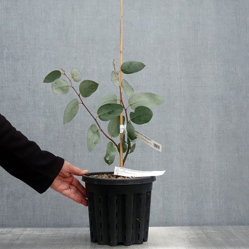 Spécimen de Eucalyptus pauciflora subsp. pauciflora Buffalo - Gommier des neiges Pot de 4L/5L, Pot anti-chignonHauteur livrée env. 60+cm tel que livré au printemps