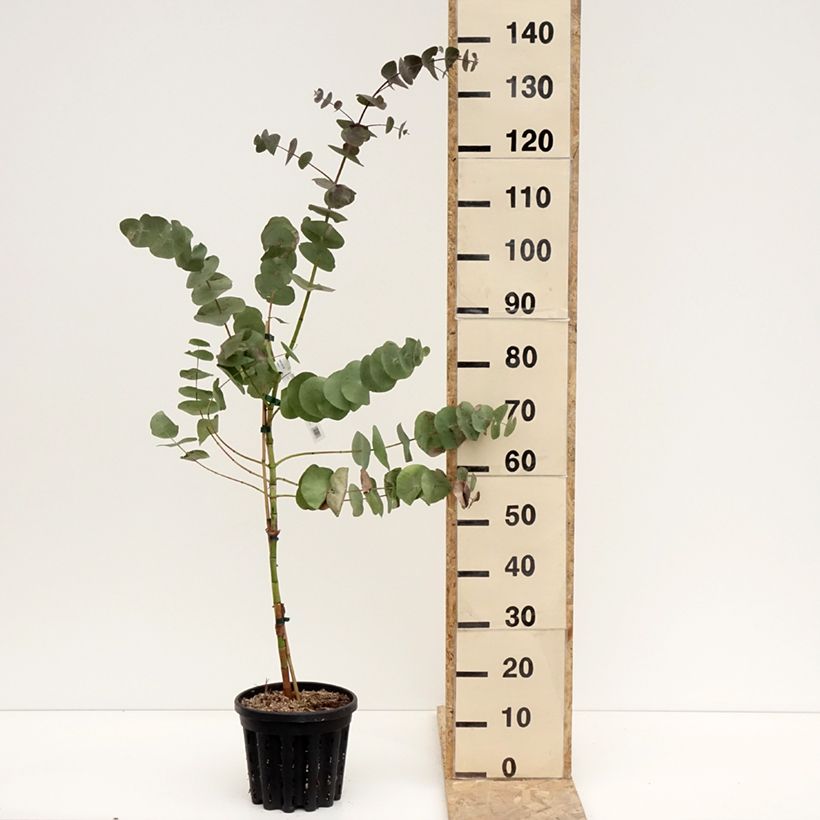 Spécimen de Eucalyptus perriniana - Gommier de Perrin Pot de 4L/5L, Pot anti-chignon tel que livré en hiver