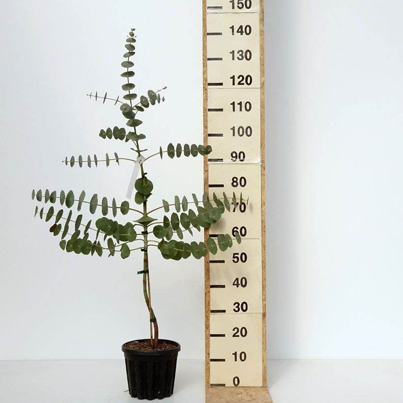 Spécimen de Eucalyptus perriniana - Gommier de Perrin - Pot de 4L/5L tel que livré au printemps