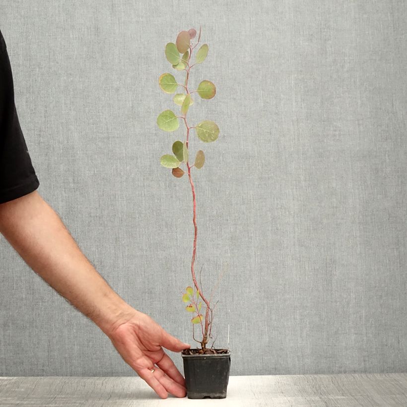 Spécimen de Eucalyptus polyanthemos - Gommier florifère Godet de 8/9 cm tel que livré en été