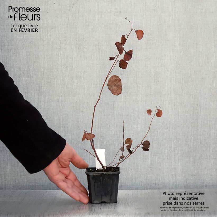 Spécimen de Eucalyptus polyanthemos - Gommier florifère tel que livré en hiver