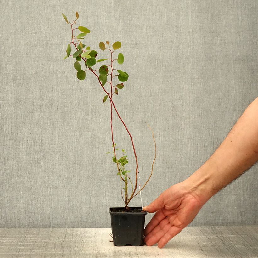 Spécimen de Eucalyptus polyanthemos - Gommier florifère - Godet de 9cm tel que livré au printemps