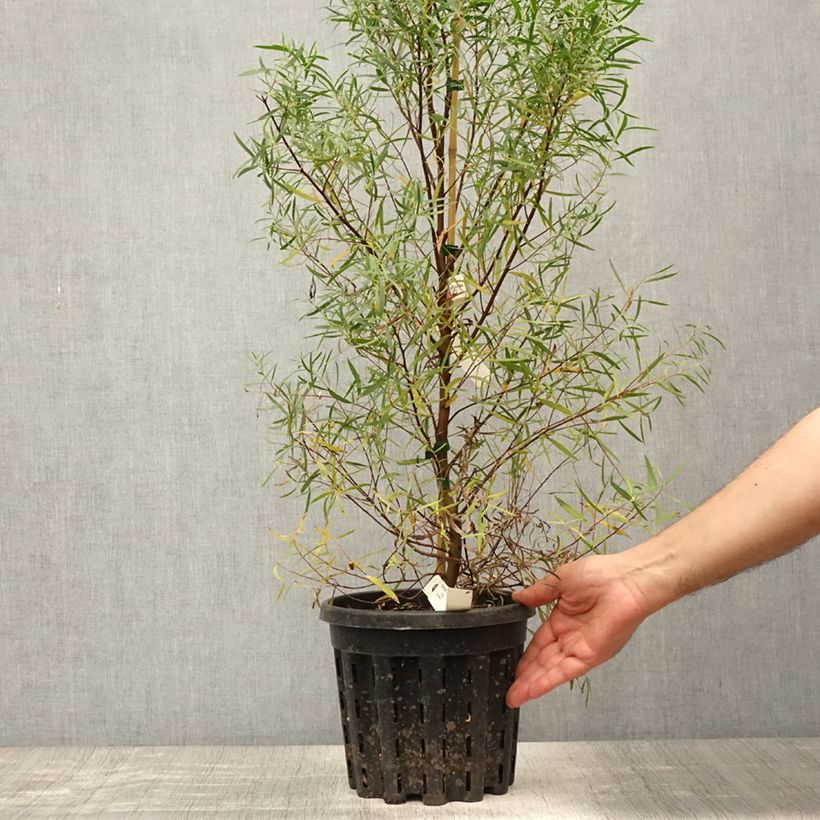 Spécimen de Eucalyptus pulchella - Gommier menthe poivrée blanche Pot de 4L/5L, Pot anti-chignon tel que livré en été