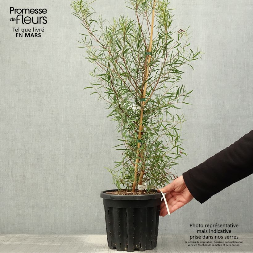 Spécimen de Eucalyptus pulchella - Gommier menthe poivrée blanche Pot de 4L/5L, Pot anti-chignonHauteur livrée env. 40/60cm tel que livré au printemps