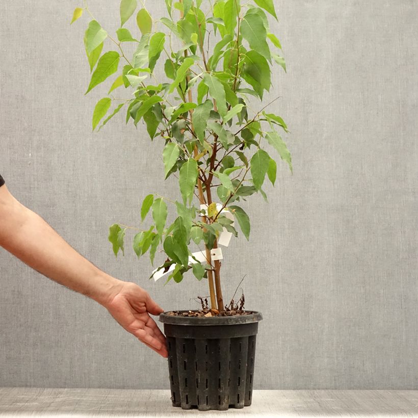Spécimen de Eucalyptus regnans - Eucalyptus géant, Gommier royal Pot de 4L/5L, Pot anti-chignon tel que livré en été
