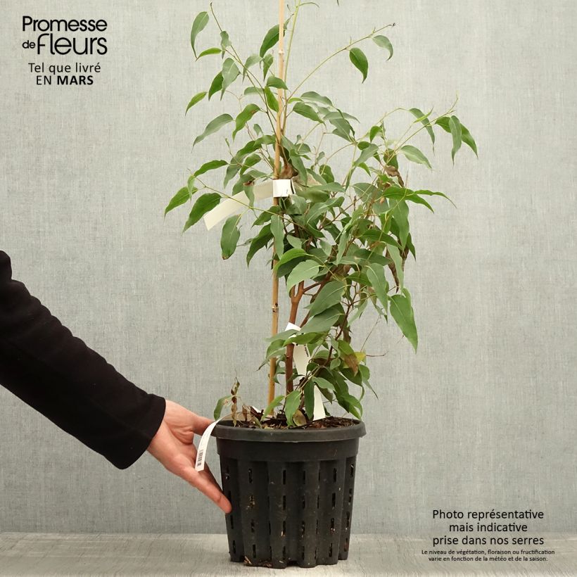 Spécimen de Eucalyptus regnans - Eucalyptus géant, Gommier royal - Pot de 4L/5L tel que livré au printemps