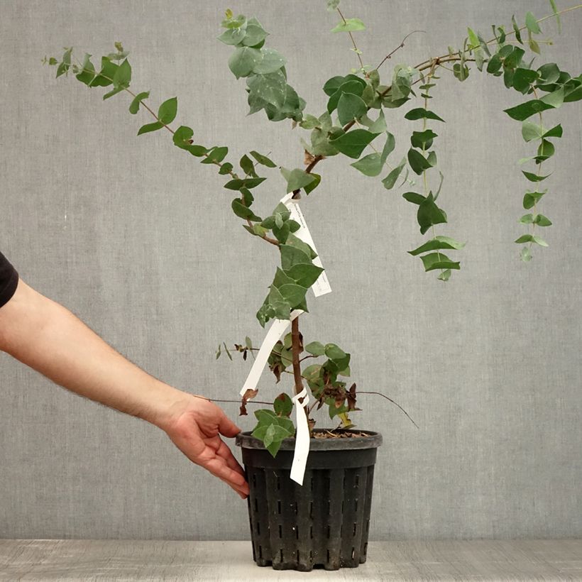 Spécimen de Eucalyptus risdonii - Gommier de Risdon Pot de 4L/5L, Pot anti-chignon tel que livré en été
