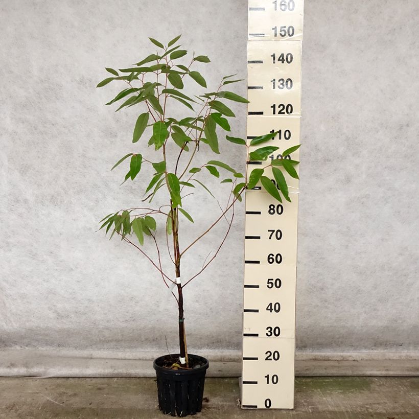 Spécimen de Eucalyptus robusta - Eucalyptus acajou des marais, Gommier robuste Pot de 4L/5L, Pot anti-chignon tel que livré en automne