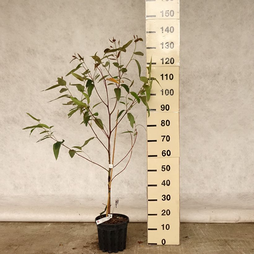 Spécimen de Eucalyptus robusta - Eucalyptus acajou des marais, Gommier robuste Pot de 4L/5L, Pot anti-chignon tel que livré en été