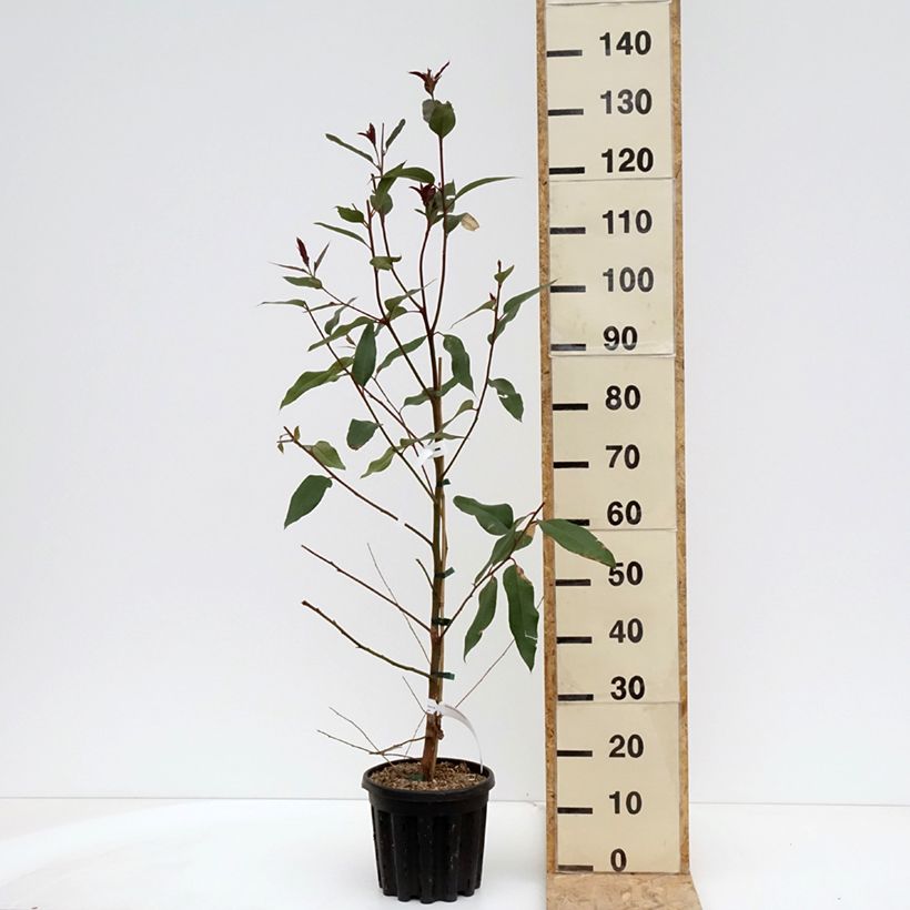 Spécimen de Eucalyptus robusta - Eucalyptus acajou des marais, Gommier robuste - Pot de 4L/5L tel que livré au printemps