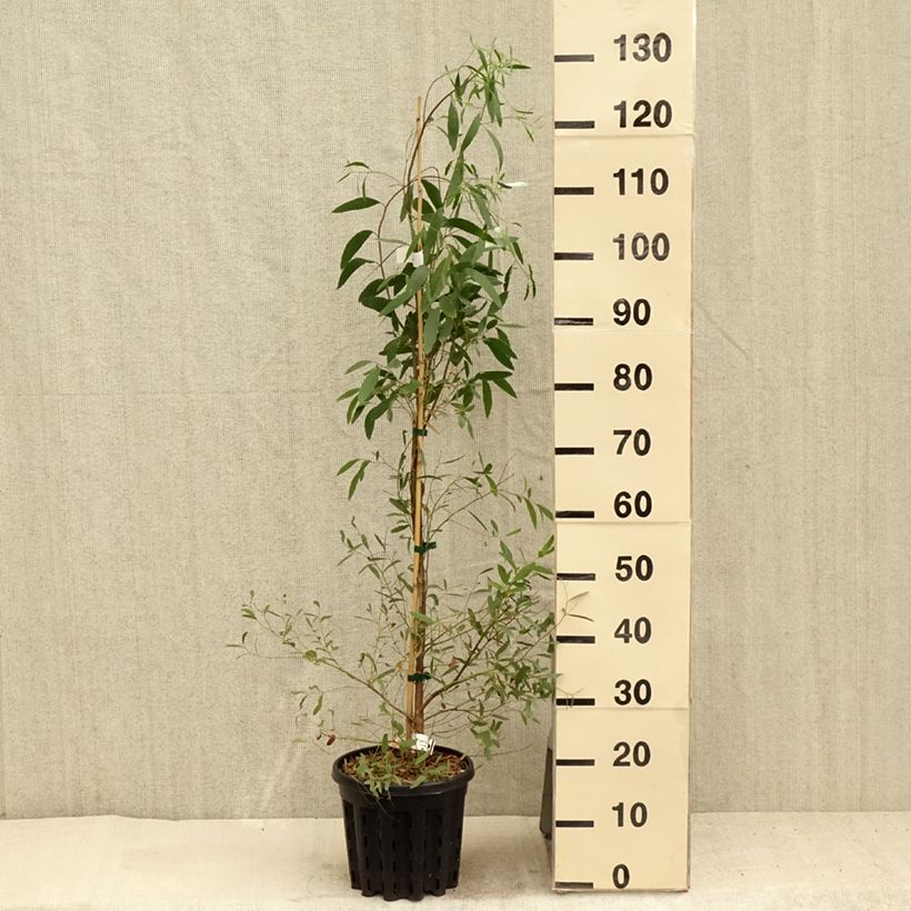 Spécimen de Eucalyptus rodwayi - Eucalyptus ou Gommier des marais Pot de 4L/5L, Pot anti-chignon tel que livré en été