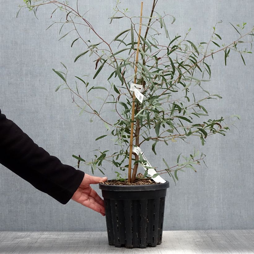 Spécimen de Eucalyptus rodwayi - Eucalyptus ou Gommier des marais - Pot de 4L/5L tel que livré au printemps