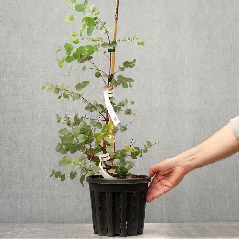 Spécimen de Eucalyptus rubida - Gommier chandelle ou à ruban, Gommier blanc Pot de 4L/5L, Pot anti-chignon tel que livré en été