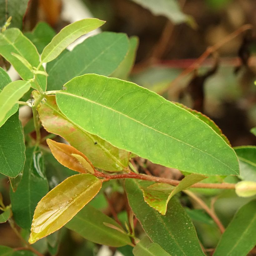 Eucalyptus saligna - Gommier bleu de Sydney (Feuillage)