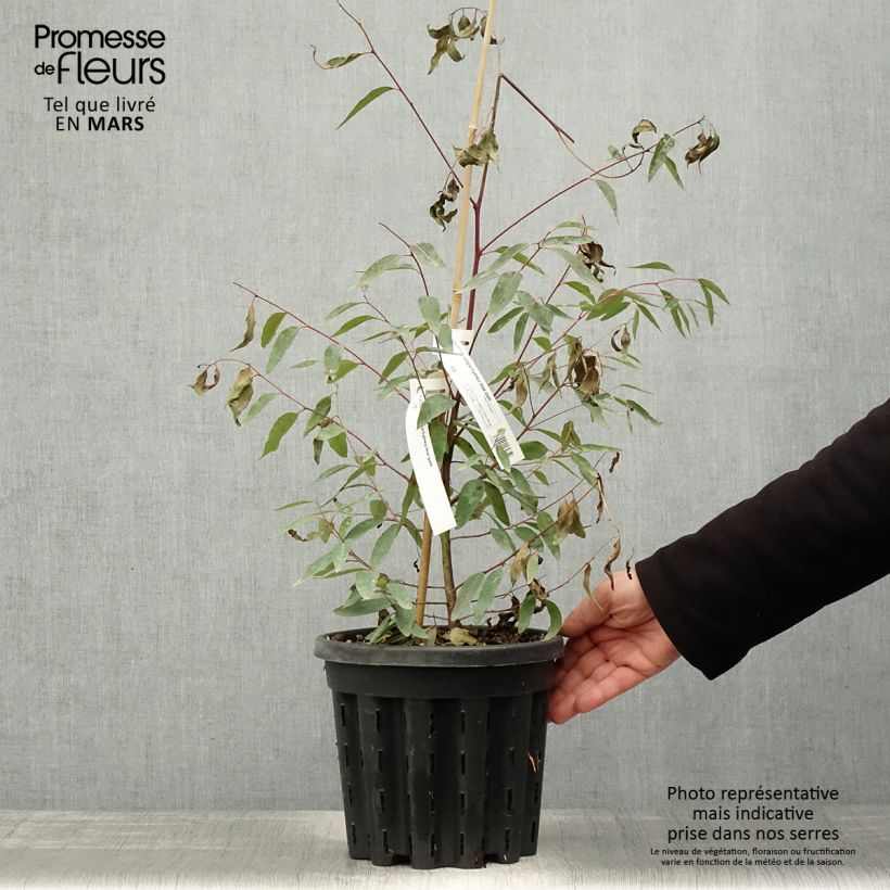 Spécimen de Eucalyptus saligna - Gommier bleu de Sydney Pot de 4L/5L, Pot anti-chignonHauteur livrée env. 40/60cm tel que livré au printemps