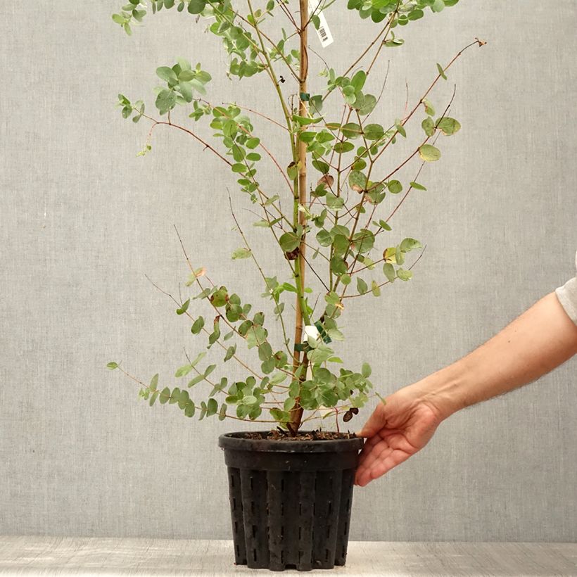 Spécimen de Eucalyptus saxatilis - Mallée des rochers Pot de 4L/5L, Pot anti-chignon tel que livré en été