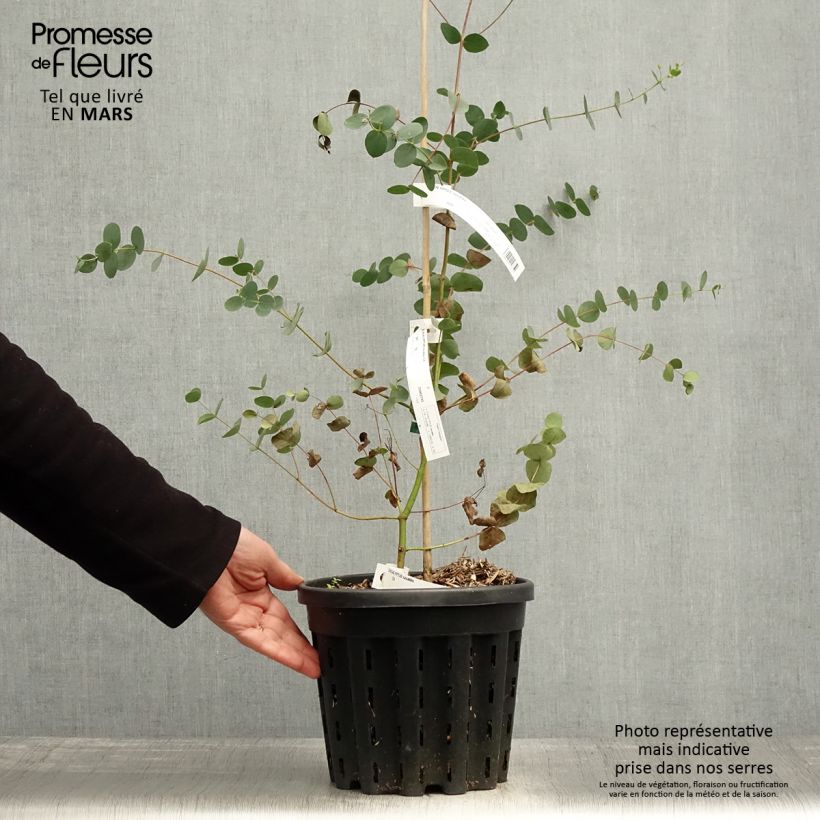 Spécimen de Eucalyptus saxatilis - Mallée des rochers - Pot de 4L/5L tel que livré au printemps