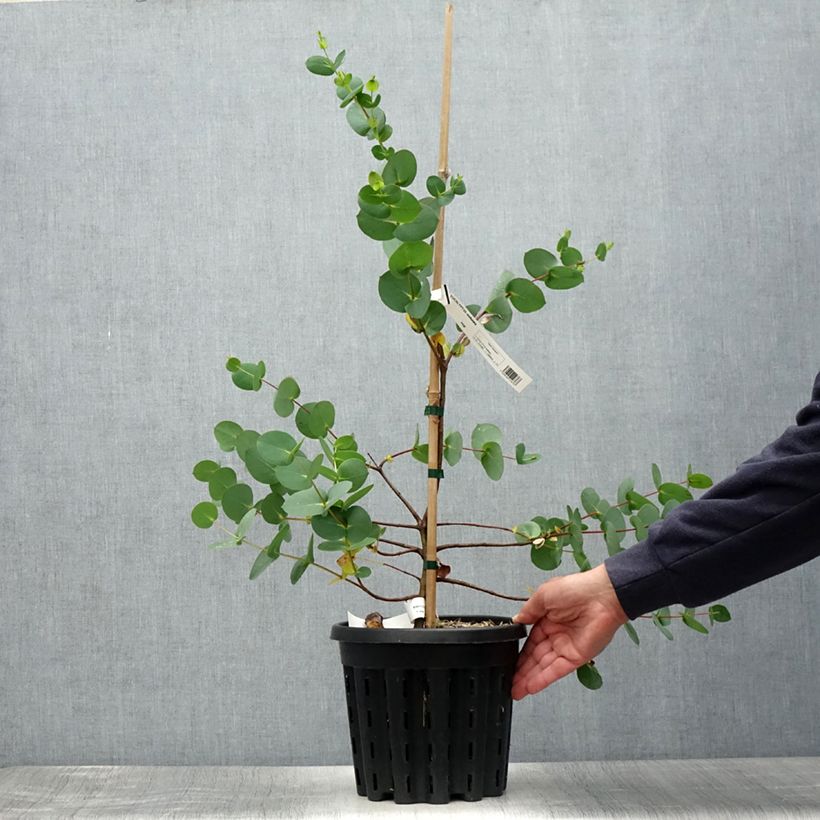 Spécimen de Eucalyptus stellulata Pot de 3L/4L, 40/60 tel que livré en été