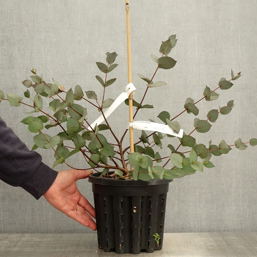 Spécimen de Eucalyptus stellulata Pot de 3L/4L tel que livré au printemps