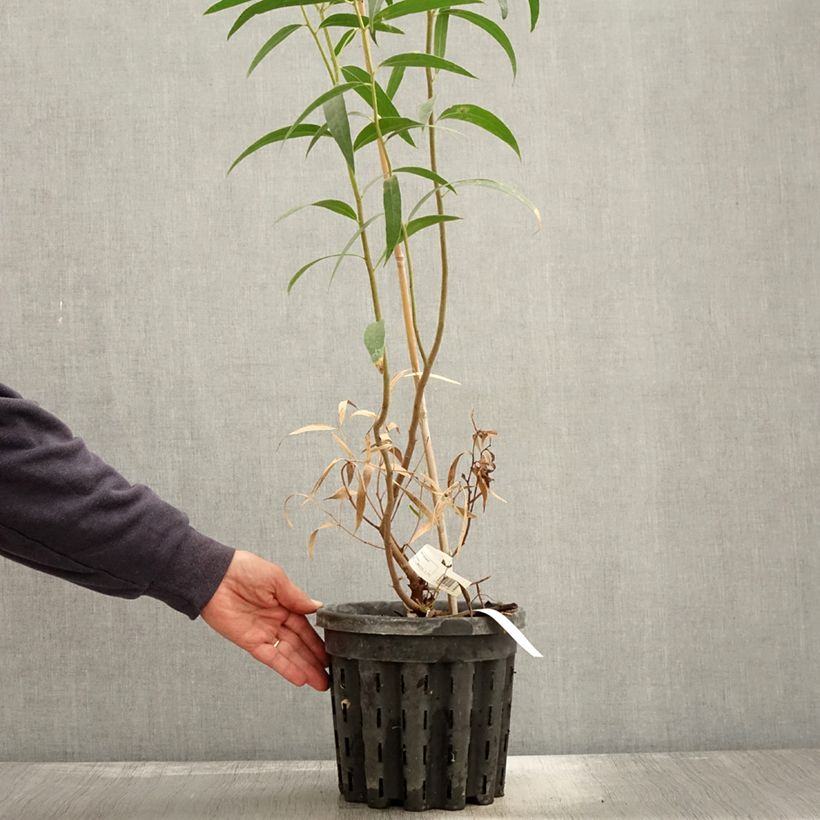 Spécimen de Eucalyptus stricta - Eucalyptus mallee des Blue Mountains Pot de 4L/5L, Pot anti-chignon tel que livré en automne