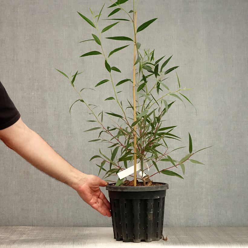 Spécimen de Eucalyptus stricta - Eucalyptus mallee des Blue Mountains Pot de 4L/5L, Pot anti-chignon tel que livré en été