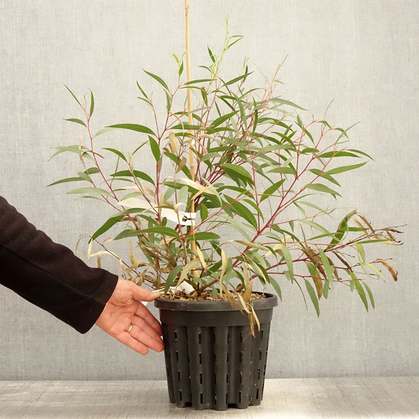 Spécimen de Eucalyptus stricta - Eucalyptus mallee des Blue Mountains - Pot de 4L/5L tel que livré au printemps