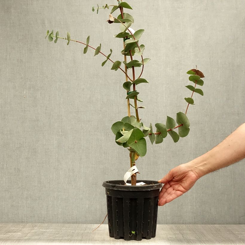Spécimen de Eucalyptus sturgissiana - Mallée d'Ettrema Pot de 4L/5L, Pot anti-chignon tel que livré en été