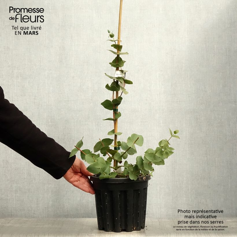 Spécimen de Eucalyptus sturgissiana - Mallée d'Ettrema - Pot de 4L/5L tel que livré au printemps