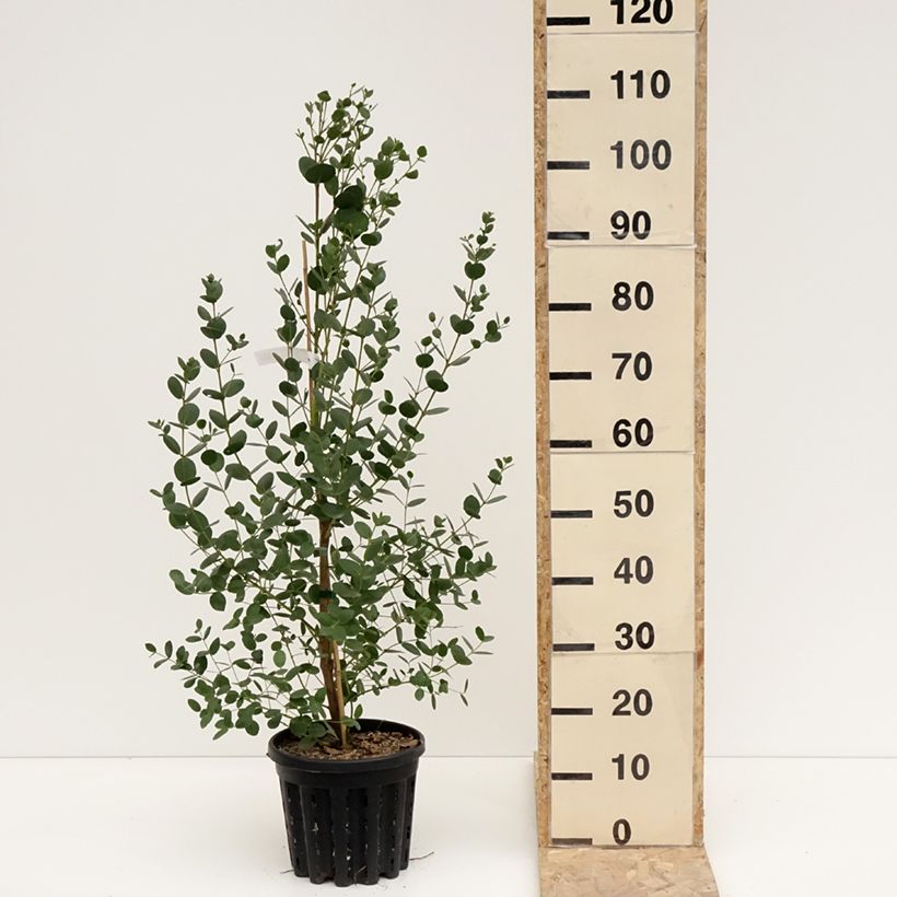 Spécimen de Eucalyptus subcrenulata - Gommier jaune alpin de Tasmanie Pot de 4L/5L, Pot anti-chignon tel que livré en hiver