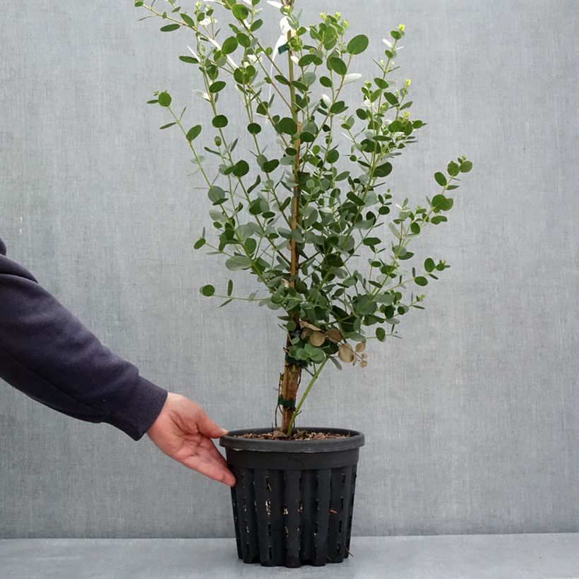 Spécimen de Eucalyptus subcrenulata - Gommier jaune alpin de Tasmanie - Pot de 4L/5L tel que livré au printemps