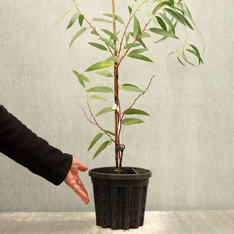 Spécimen de Eucalyptus tetraptera - Mallée à quatre ailes ou à fruits carrés Pot de 4L/5L, Pot anti-chignon tel que livré en automne