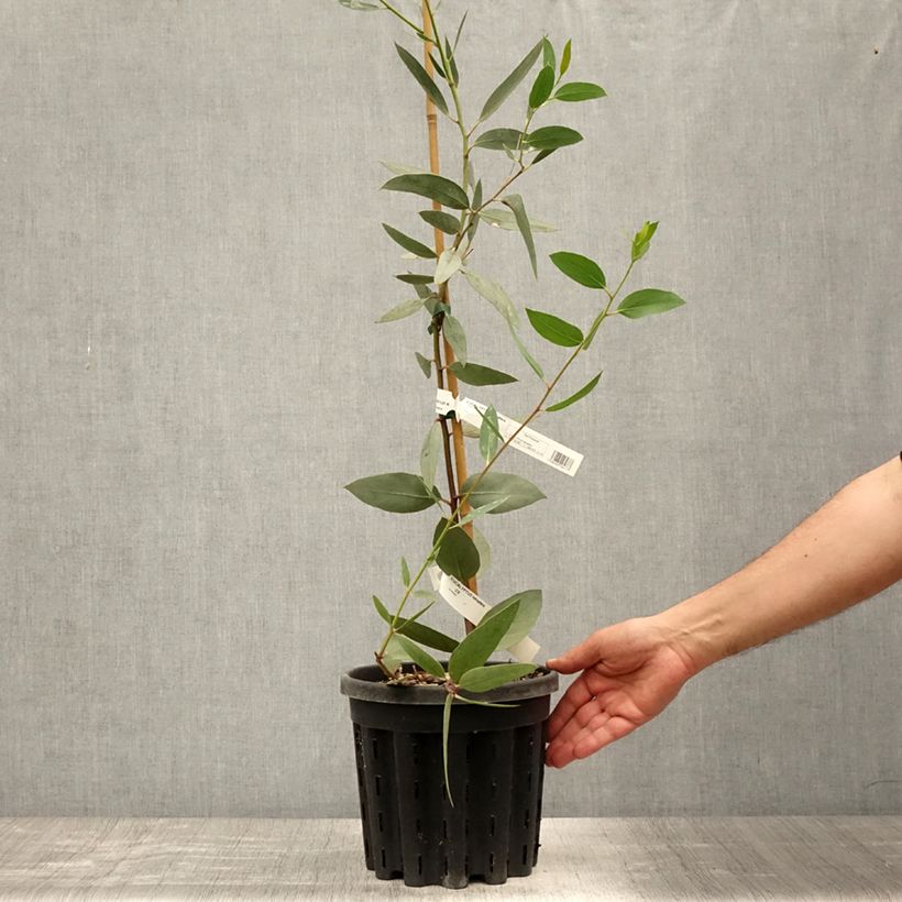 Spécimen de Eucalyptus tetraptera - Mallée à quatre ailes ou à fruits carrés Pot de 4L/5L, Pot anti-chignon tel que livré en été