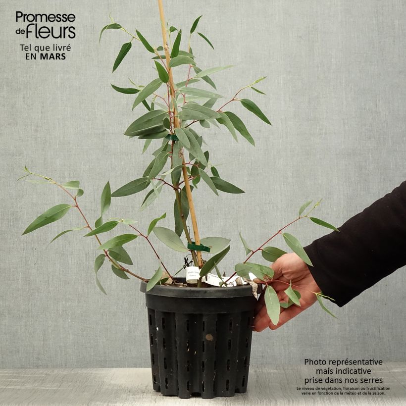 Spécimen de Eucalyptus tetraptera - Mallée à quatre ailes ou à fruits carrés - Pot de 4L/5L tel que livré au printemps