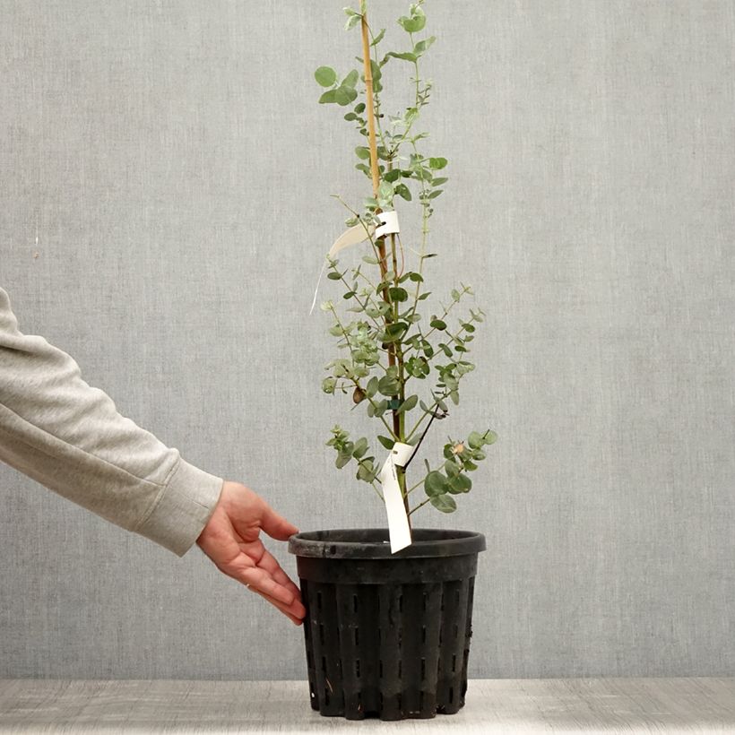 Spécimen de Eucalyptus urnigera forme glauque - Gommier à urnes Pot de 4L/5L, Pot anti-chignon tel que livré en été