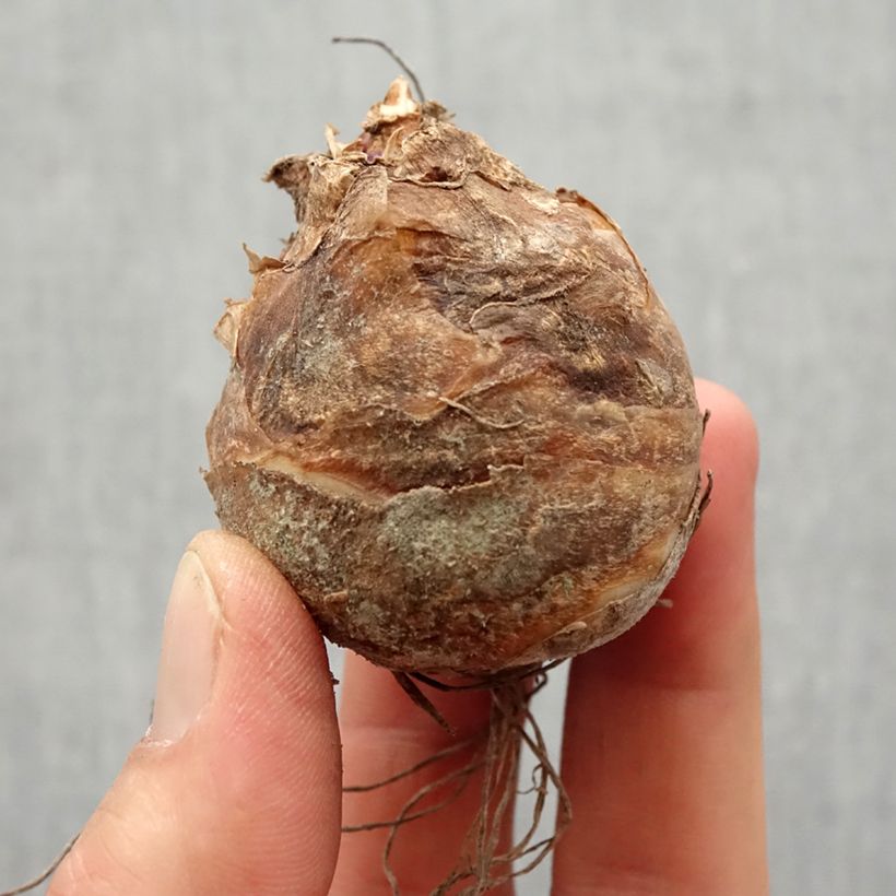 Spécimen de Eucomis bicolor - Eucomide Bulbe calibre 14/16 tel que livré au printemps