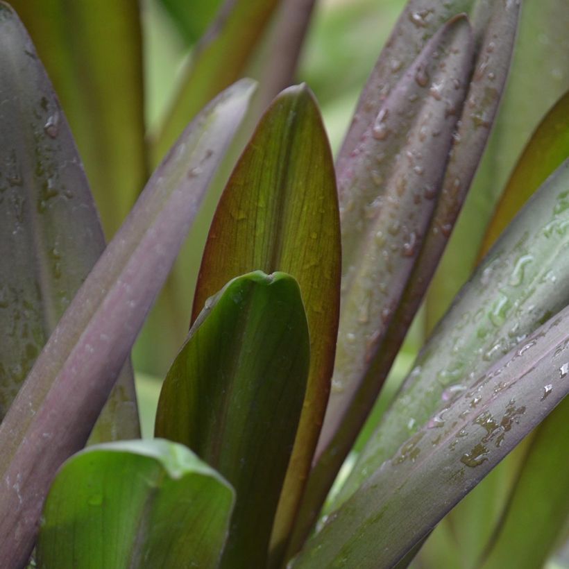 Eucomis Burgundy Wine (Feuillage)