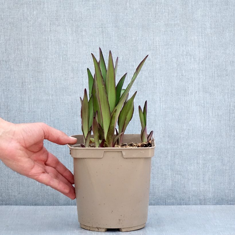 Spécimen de Eucomis comosa Can Can - Fleur ananas - Pot de 3L/4L tel que livré au printemps