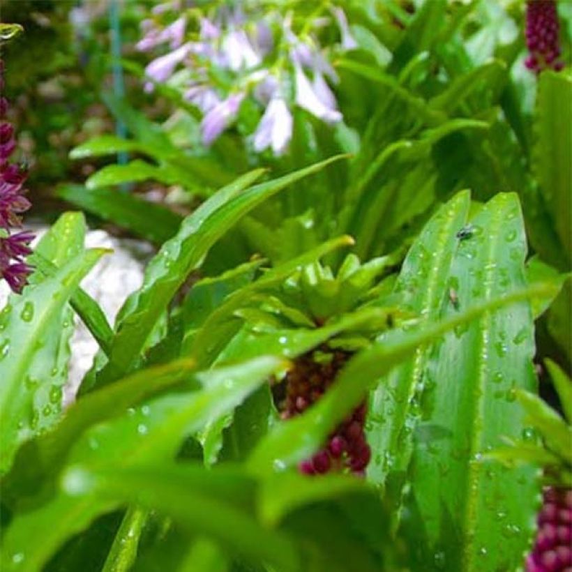 Eucomis comosa Leia - Eucomide rose  (Feuillage)