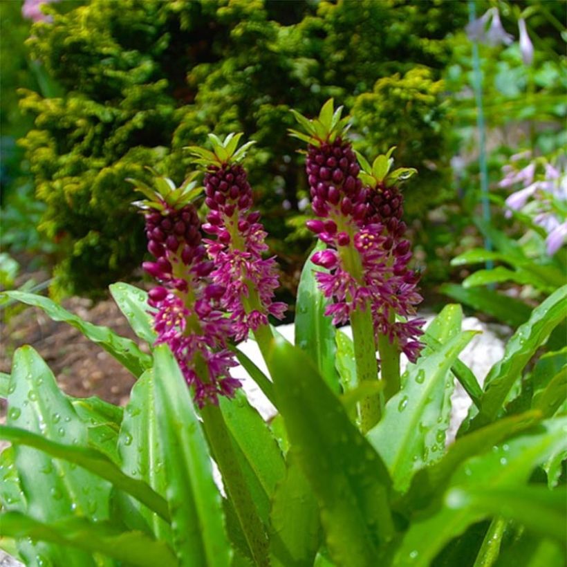 Eucomis comosa Leia - Eucomide rose  (Floraison)