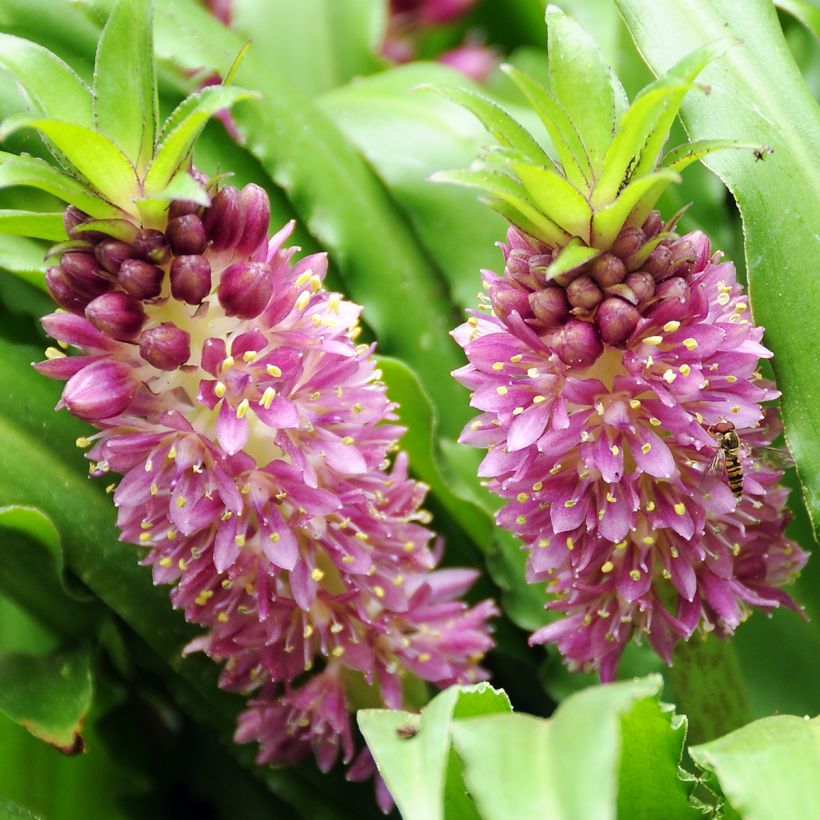 Eucomis comosa Sparkling Burgundy®  - Eucomide rose à feuillage pourpre (Floraison)