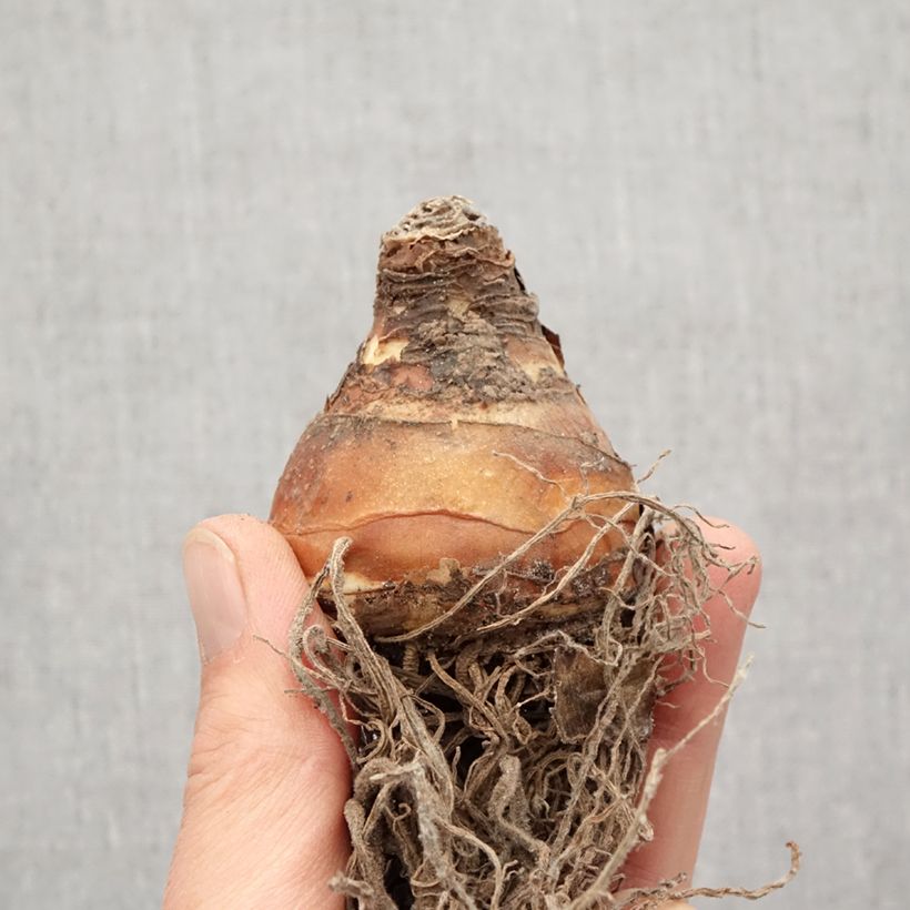 Spécimen de Eucomis comosa Sparkling Burgundy®  - Eucomide rose à feuillage pourpre Bulbe tel que livré au printemps